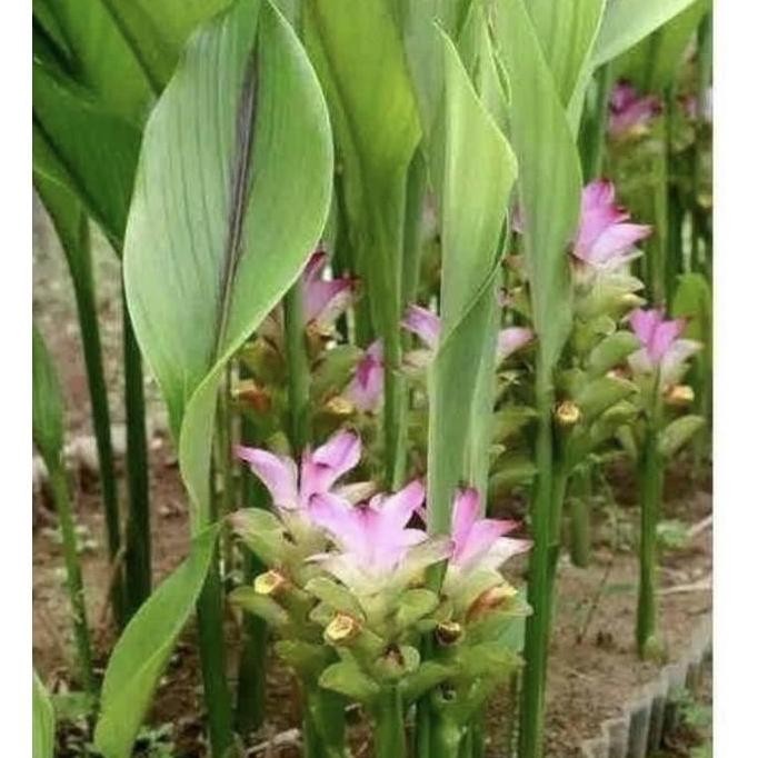 

Terlaris Bibit Tanaman Kunyit Putih Herbal - Temu Putih Terlaris Bisa Cod