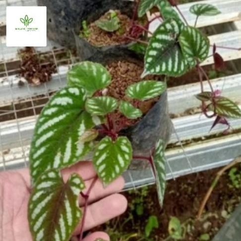 

Terlaris Bibit Tanaman Daun Sirih Keraton