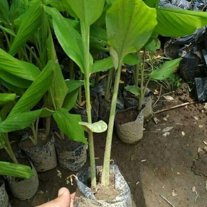 

Terlaris Promo Bibit Kunyit Putih Temu Putih Fresh