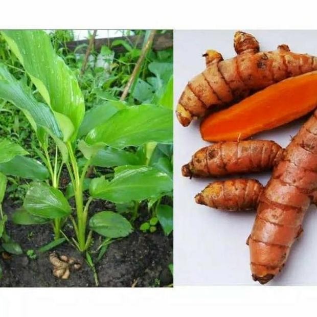 

Terlaris Bibit Tanaman Herbal Pohon Kunyit Kunir Kuning- Pohon Obat
