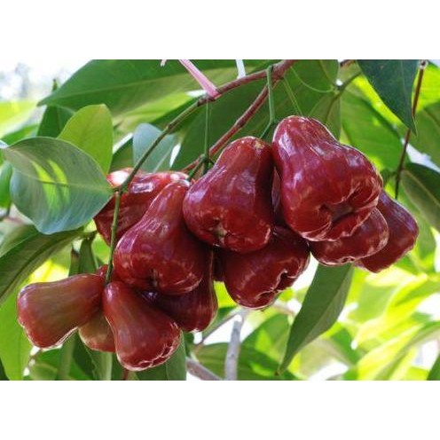 

Terlaris Bibit Tanaman Buah Jambu Air Citra Unggul