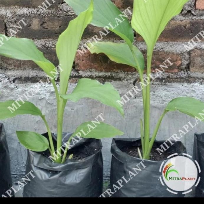 

Terlaris Bibit Tanaman Kunyit Kuning - Bumbu Masak & Herbal Satuan Terlaris Cod