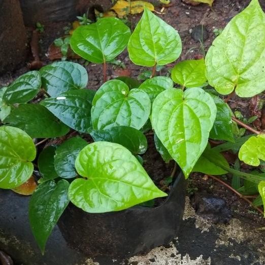 

Terlaris Limited Edition Bibit Tanaman Herbal Sirih Hijau