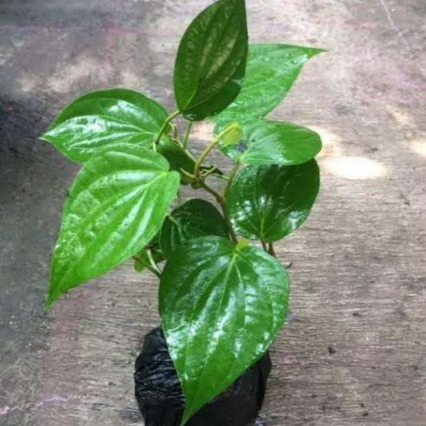 

Terlaris Bibit Tanaman Sirih Hijau - Tanaman Herbal