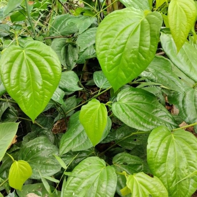 

Terlaris Toko Abdi Bibit Tanaman Sirih Hijau