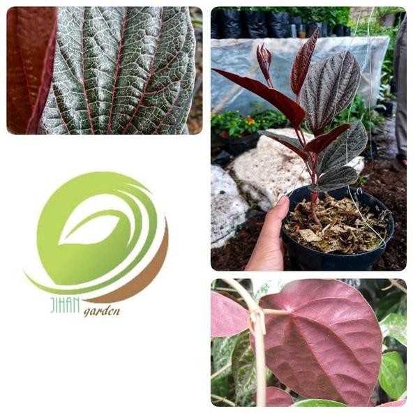 

Terlaris Bibit Tanaman Daun Sirih Merah Sumatera-Pride Of Sumatra Unik Dan