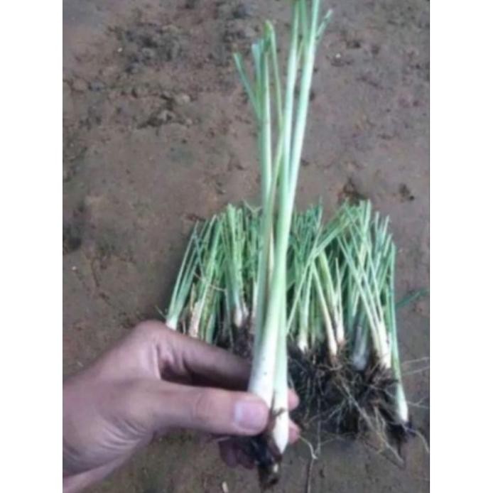 

Terlaris Bibit Sereh Dapur Serai Dapur Sirih Dapur Bumbu Masak
