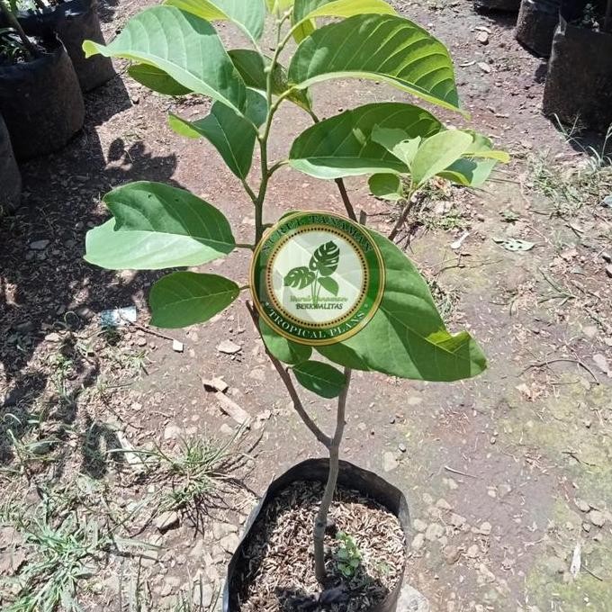 Bibit Pohon Srikaya Jumbo / Tanaman Buah Srikaya Jumbo Super