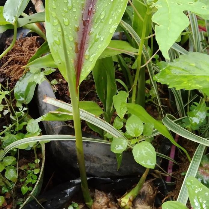 

Terlaris Jual Bibit Tanaman Kunyit Putih/Temu Putih Perpohon