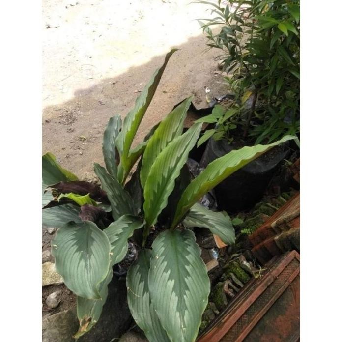 

Terlaris Bibit Kunyit Putih Siap Tanam Mtfuan 8999Xh