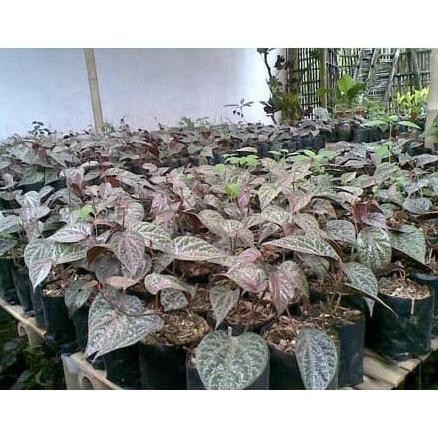 

Terlaris Bibit Tanaman Sirih Merah