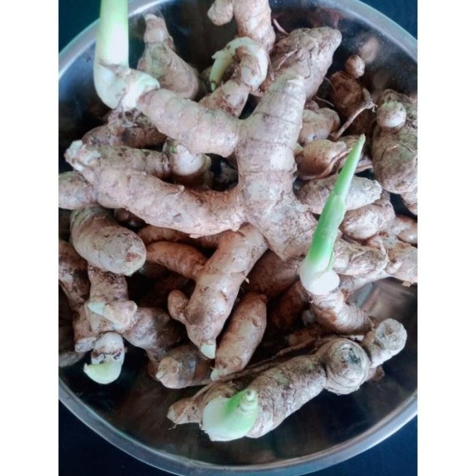 

Terlaris Bibit Kunyit Putih Sudah Bertunas 1Kg Pektyi 7294Ns