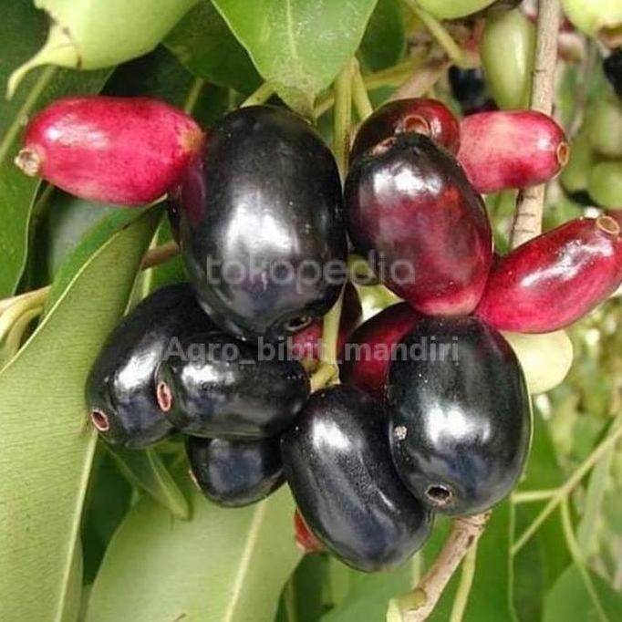 Bibit tanaman buah juwet atau jamblang okulasi