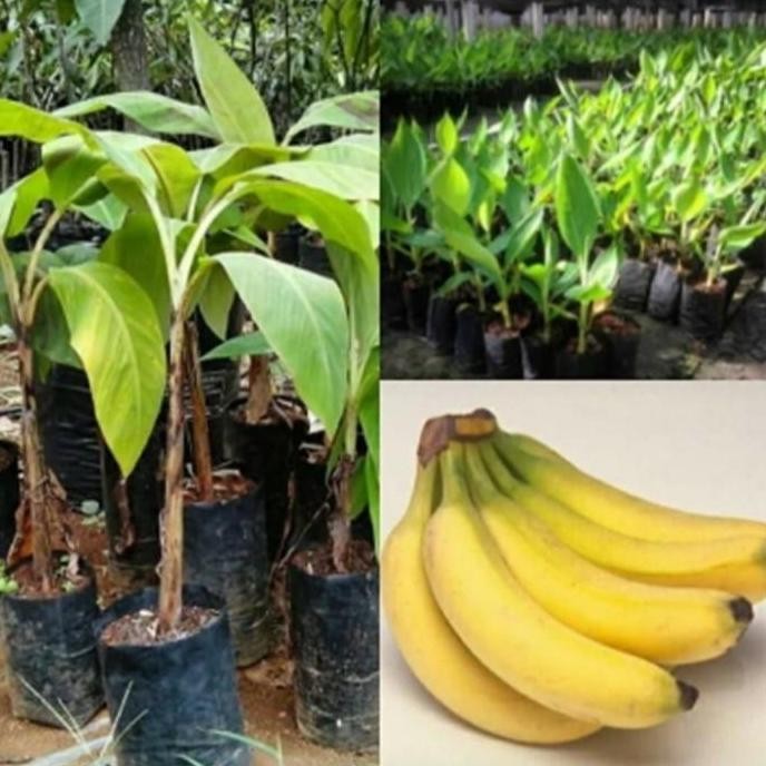 bibit pohon pisang cavendish sunpride UNGGULAN