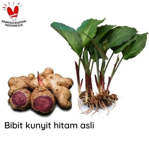 

Terlaris Bibit Kunyit Hitam Asli Curcuma Caesia - Bukan Temu Ireng Berkualitas