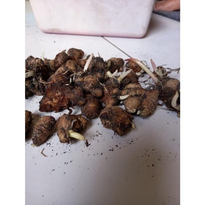 

Terlaris Bibit Kunyit Hitam Bertunas 50Gram Wandeu 1205Ce