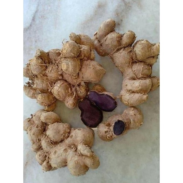 Terlaris Bibit Kunyit Hitam Besar Indukan