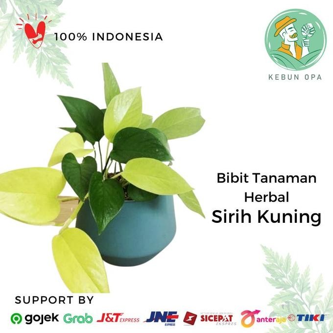 

Terlaris Bibit Tanaman Herbal Sirih Kuning Tanaman Obat Sirih Kuning