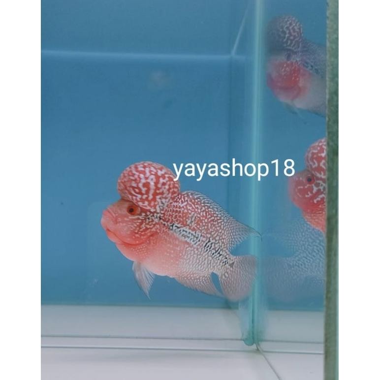 @*@ Louhan SRD / SRM ORI Thailand Kualitas Bagus Hiasan Aquarium et-98