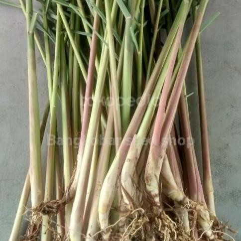 

Terlaris Bibit Tanaman Sereh Wangi | Pohon Sereh | Herbal Serai