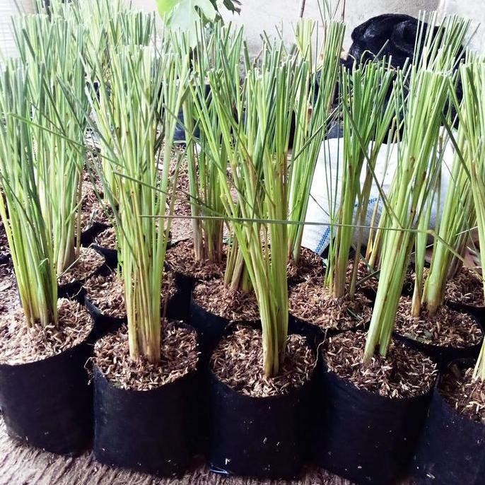 

Terlaris Bibit Pohon Sereh Putih/Sereh Bumbu Dapur
