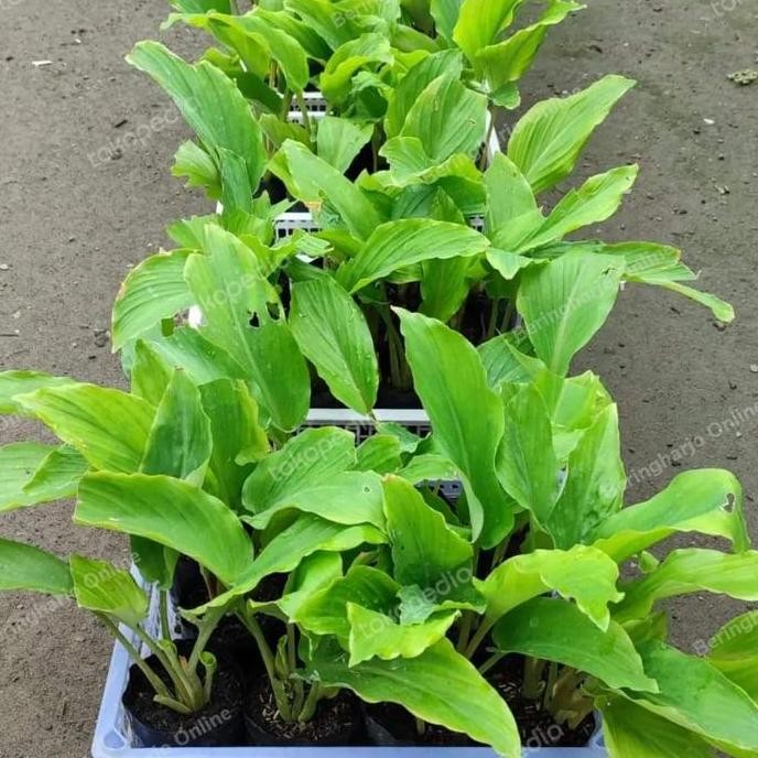 

Terlaris Bibit Kunyit Hitam Asli | Benih Kunyit Hitam Asli Grosir Harga Petani