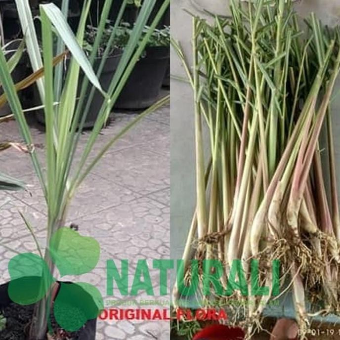 

Terlaris Bibit Sereh Wangi Bumbu Dapur Tanaman Hidup