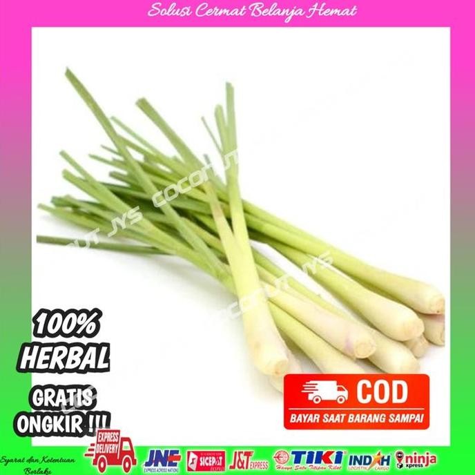 

Terlaris Benih Sereh Wangi Bibit Sereh Wangi Minyak Sereh Wangi Obat Herbal