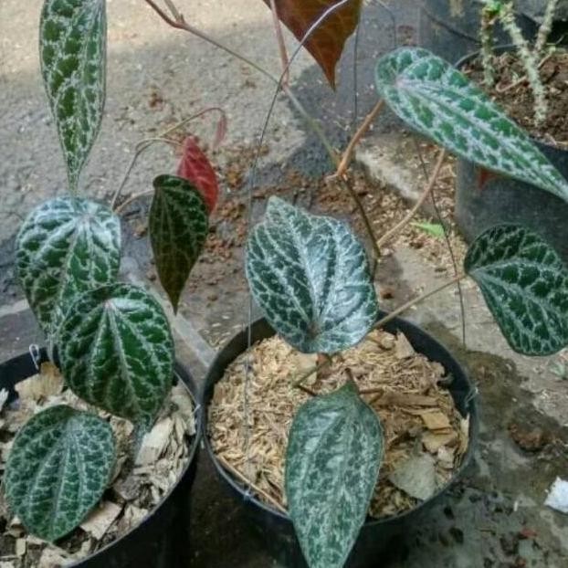 

Terlaris Oorriiii Sirih Merah - Obat Herbal Sirih Merah - Herbal - Bibit Tanaman - Daun