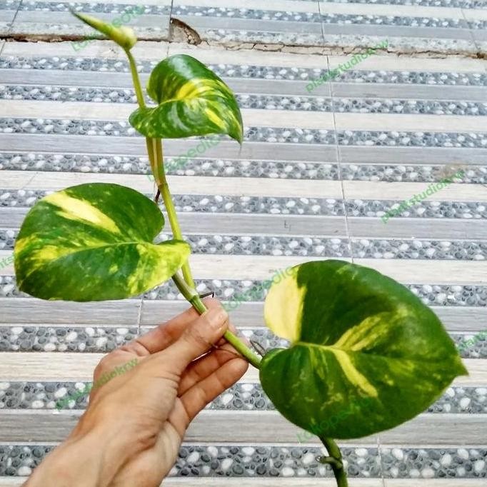 

Terlaris Bibit Tanaman Hias Sirih Gading Stek