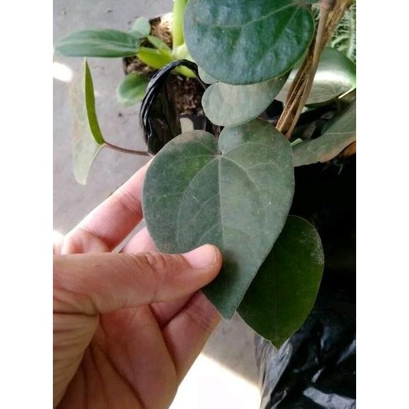 

Terlaris Bibit Tanaman Daun Sirih Hitam-Obat Herbal