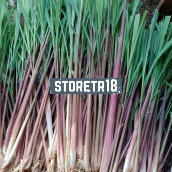 

Terlaris Bibit Sereh Merah Sereh Wangi Serai Wangi Serai Merah 1 Kg