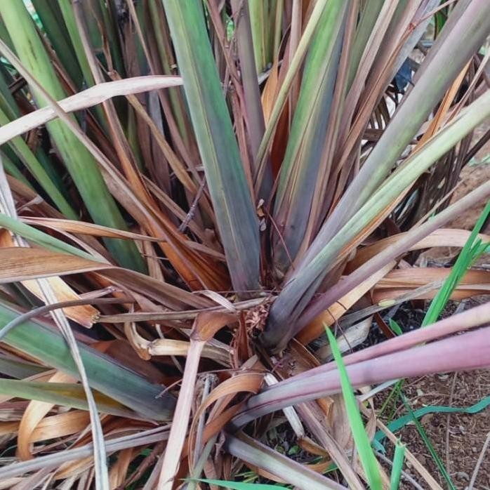 

Terlaris Promo Cod Bibit Serai/Sereh Wangi Sereh Merah Segar Fress