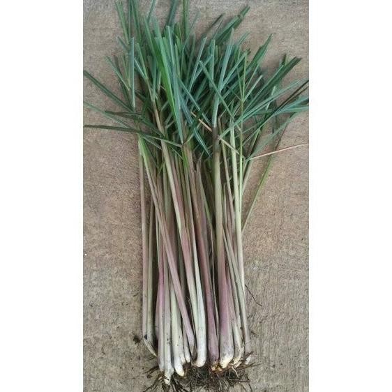 

Terlaris Promo 500Gr Bibit Sereh Merah Serai Lanang Dengan Akar Cod