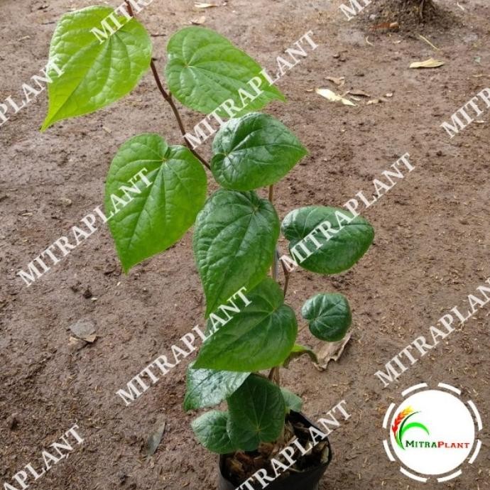 

Terlaris Bibit Pohon Sirih Hijau - Tanaman Daun Sirih Hijau - Tanaman Obat