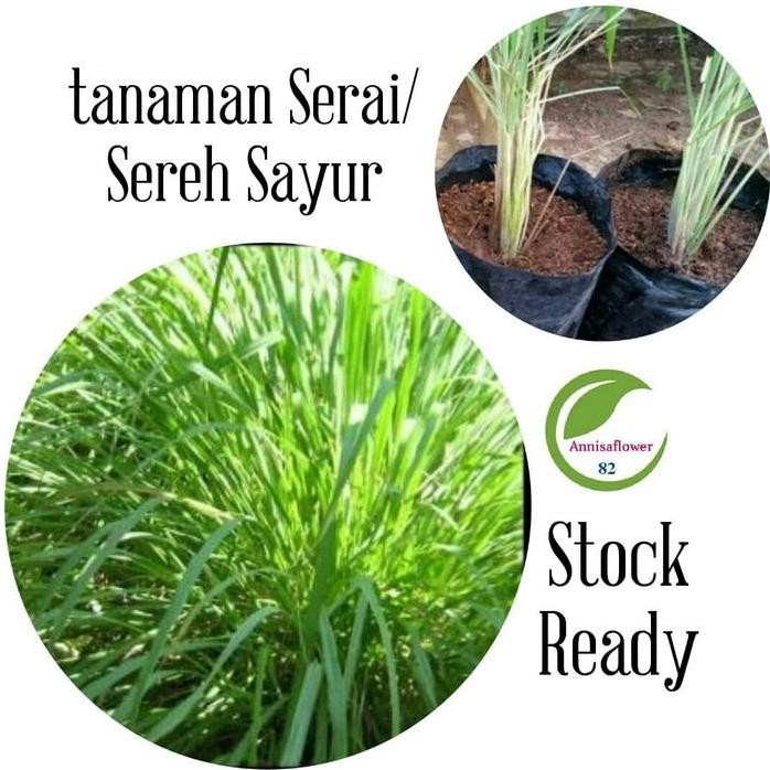 

Terlaris Bibit Tanaman Serai/Sereh Sayur/Bibit Pohon Serai Sayur