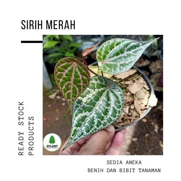 

Terlaris Bibit Sirih Merah - Tanaman Herbal Piper Ornatum