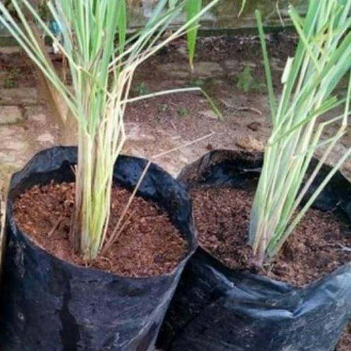 

Terlaris Tanaman Sereh Sayur Bumbu Masak - Bibit Serai Pohon - Sudah Berakar