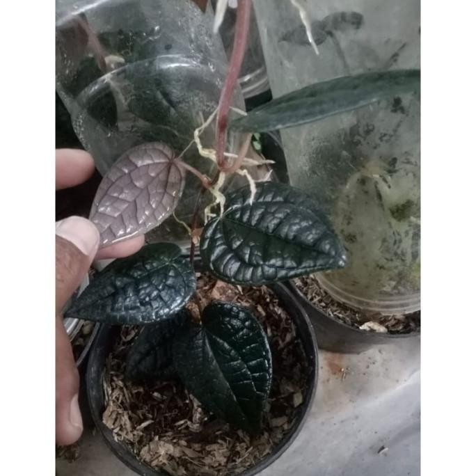 

Terlaris Evergreen - Bibit Sirih Hitam Original Daun Rimbun