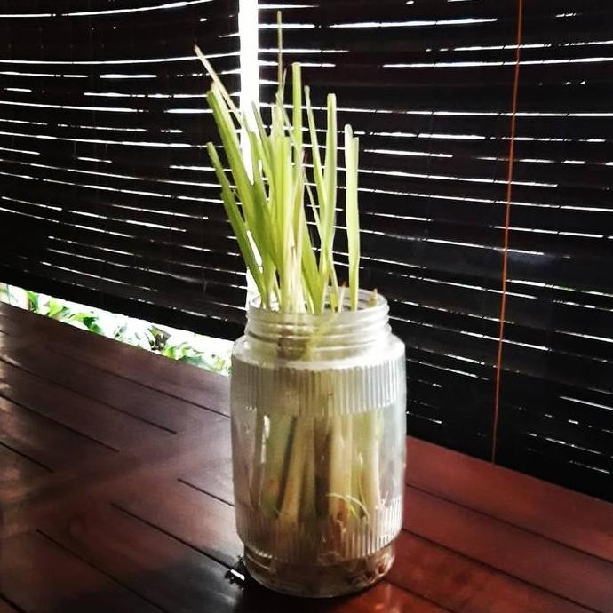 

Terlaris Bibit Pohon Sereh Wangi