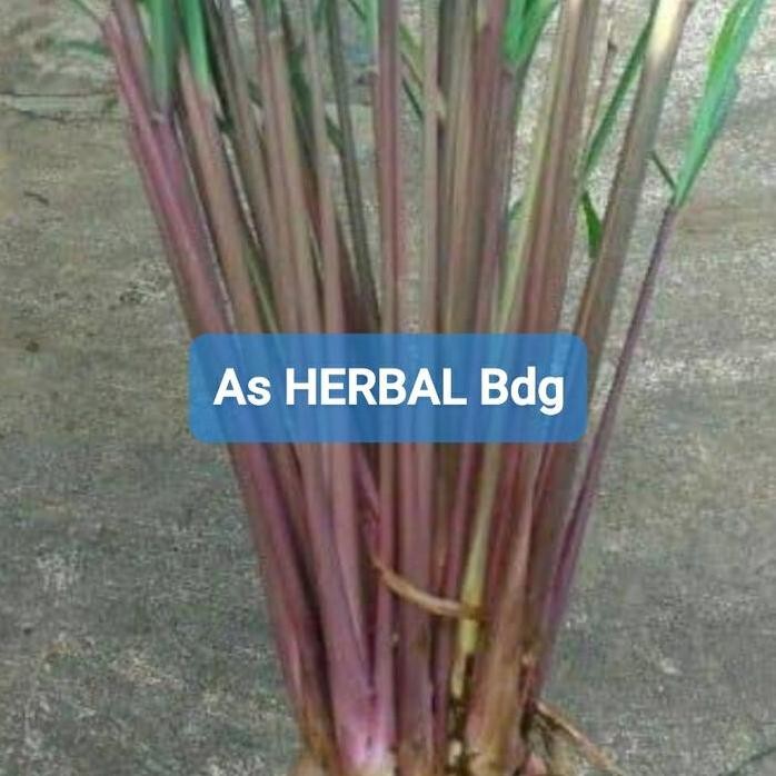 

Terlaris Jual Bibit Sereh Merah Sereh Wangi Serai Wangi Serai Merah 500 Gram