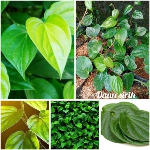 

Terlaris Bibit Herbal Daun Sirih Hijau Kaya Manfaat Super Unggula Rolppe 1934Nf