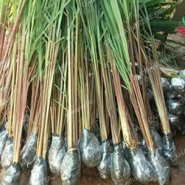 

Terlaris Bibit Pohon Serai Wangi/Sereh Wangi/Sereh Merah