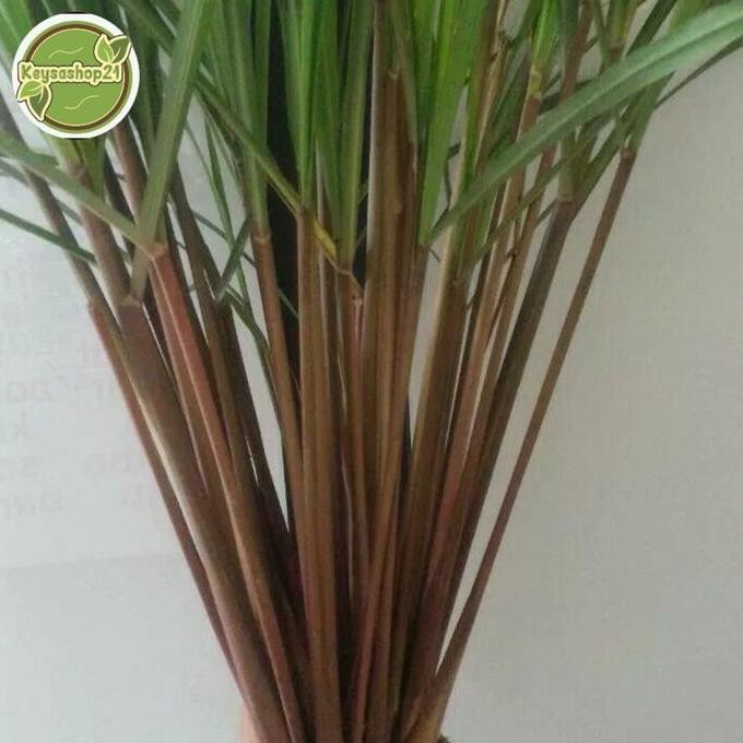 

Terlaris Bibit Sereh Wangiii Segar