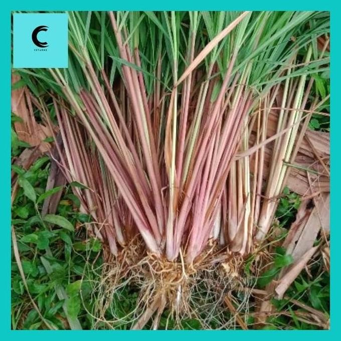 

Terlaris Cetar* Terbaik 1Kg Sereh Merah Serah Wangi Utuh (Batang Akar) Bisa Untuk Bibit