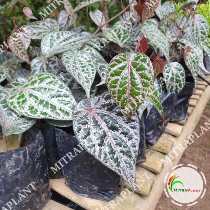 

Terlaris Bibit Pohon Sirih Merah - Tanaman Daun Sirih Merah - Tan Betydu 2148Wb