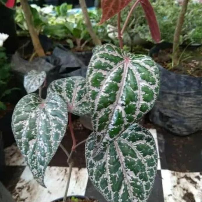 Terlaris Bibit Sirih Merah Pohon Sirih Merah Bibit Daun Sirih Mera