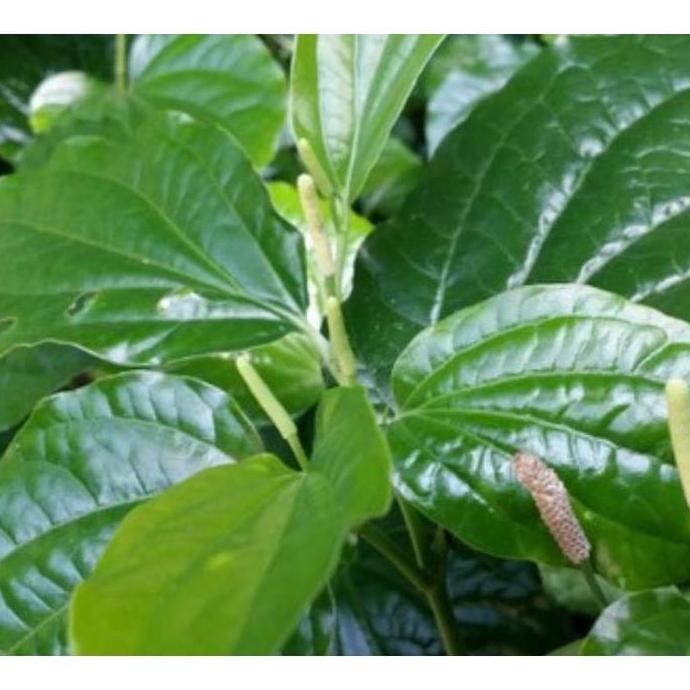 

Terlaris Terlaris!! Bibit Tanaman Sirih Tanah Sirih Karuk Obat Batuk Bibit