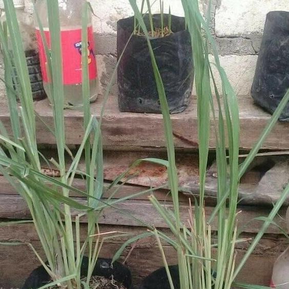 

Terlaris Suplier Bibit Pohon Sereh Wangi