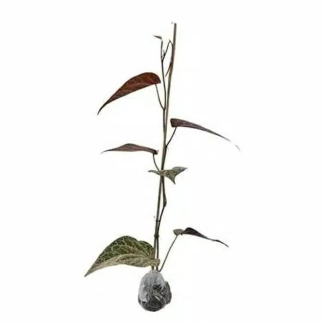 

Terlaris Bibit Tanaman Herbal Sirih Merah